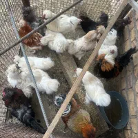 خروس سلطان ‌ابریشمی جوان