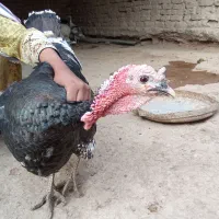 بوقلمون فروشی سالم سرحال