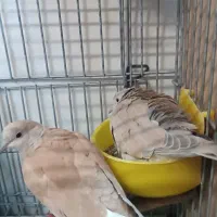 کبوتر تزئینی|پرنده|تهران, شکیبا|دیوار