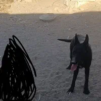 سگ اصیل نگهبانی(میکس گریدین و دوبرمن)|سگ|سیرجان, |دیوار