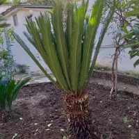 سیکاس سایز بزرگ و کوچک