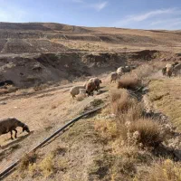 21 عدد میش و بره|حیوانات مزرعه|نورآباد, |دیوار