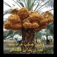 مچ لانچ