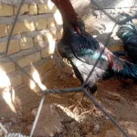 مرغ ویروس رسمی|حیوانات مزرعه|قیدار, |دیوار