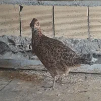 پرنده|پرنده|یاسوج, |دیوار