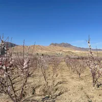باغ-اهوانو