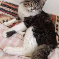 واگذاری گربه موبلند