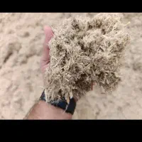 باگاس نیشکر خوزستان