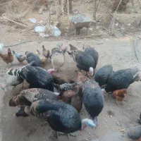 فروش باقیمت مناسب|حیوانات مزرعه|بم, |دیوار