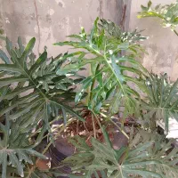 گل برگ انجیری بزرگ|گل و گیاه طبیعی|تهران, نظام‌آباد|دیوار