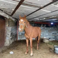 اسب باری و سواری