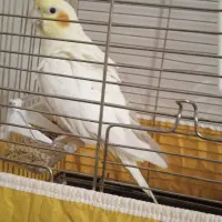 عروس هلندی لوتینو|پرنده|تهران, فلاح|دیوار