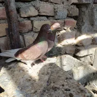 کفتر تهرانی|پرنده|ایرانشهر, |دیوار