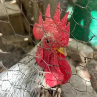 مرغ وخروس مینیاتوری