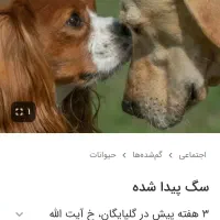 گمشده ها