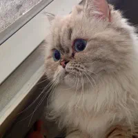 گربه پرشین بریتیش