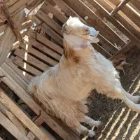 کهره نر و ماده|حیوانات مزرعه|زابل, |دیوار