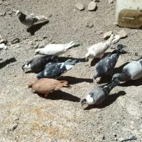 کفتر شهرستانی