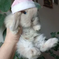 خرگوش های مینی لوپ ژورنالی فانتیزی