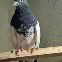 کبوتر|پرنده|کرمانشاه, |دیوار