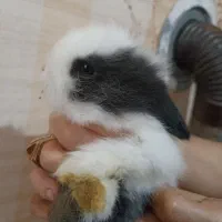 خرگوش لوپ اهلی