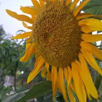 راهنمایی کنید