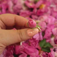 تور ۱ روزه گلابگیری(آبشار نیاسر)