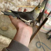 خوشگلای سرلاکی|پرنده|آران و بیدگل, |دیوار