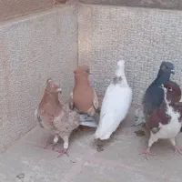 ۸ تا بهبونی|پرنده|شیراز, گچی|دیوار