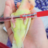 کوتوله گم شده|پرنده|قم, صفائیه|دیوار