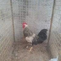 خروس گلپایگانی جوان