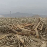 فروش چوب|خدمات باغبانی و درختکاری|شاهینشهر, خبرنگار|دیوار