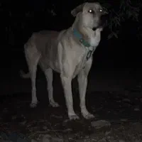 واگذاری پژدر|سگ|نورآباد ممسنی, |دیوار