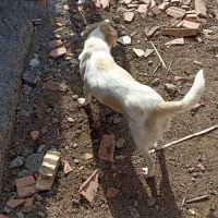 واگذاری سگ. پاکوتاه|سگ|سیمین شهر, |دیوار