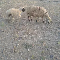 میش زاییده با بره