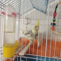 عروس هلندی نر