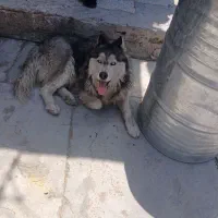 سگ هاسکی بازی گوش