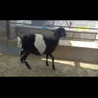 کهره نر و بره غوچ|حیوانات مزرعه|بندرلنگه, |دیوار