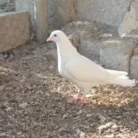 تعدادی کبوتر فروشی|پرنده|بندر گناوه, |دیوار