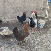 مرغ وخروس|حیوانات مزرعه|شهریار, رضی آباد بالا|دیوار