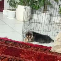 سگ هاسکی|سگ|گلبهار, شهر جدید گلبهار|دیوار