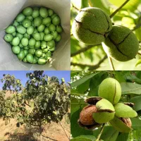 نهال گردو خوشه ای