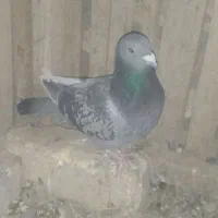 کفتر پلاکی مسافتی نر