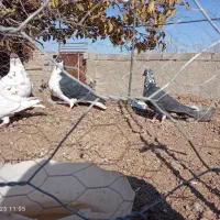 چهارتا کفتر  پرشی  فروشی جفت 700