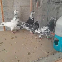 کفترسرور هفرنگ