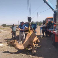 کلیه خدمات جرثقیل، شبانه روزی، خاور|خدمات حمل و نقل|تبریز, |دیوار