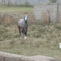 اسب|اسب و تجهیزات اسب‌سواری|کجور, |دیوار