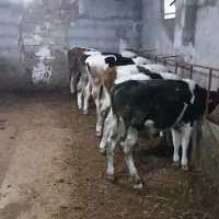 گوساله نر دورگ سیمنتال درجه یک