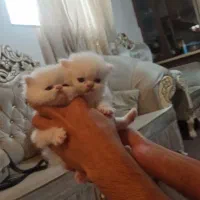 بچه گربه های کیوت گارفیلدی