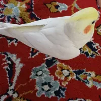 عروس هلندی دستی نر